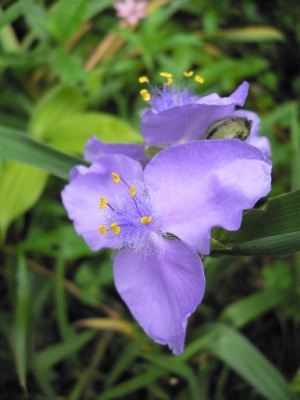 庭の花 庭の花