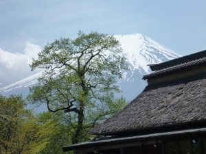 忍野八海からの富士